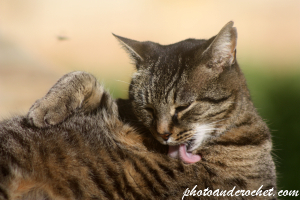 Qattus – Nadif u pjaċevoli