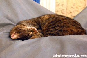 Stray Cat Napping in a Valletta Side Street