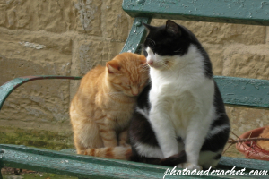 Cat Companions at St. Anton Gardens