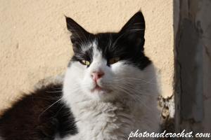 The Guardian Cat on Duty