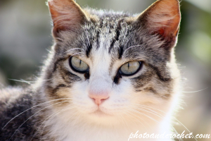 Stray Cat Portrait at Golden Bay