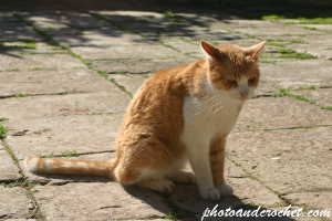 Shy Stray Cat in a Moment of Uncertainty