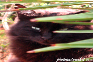 Curious Cat in Hiding