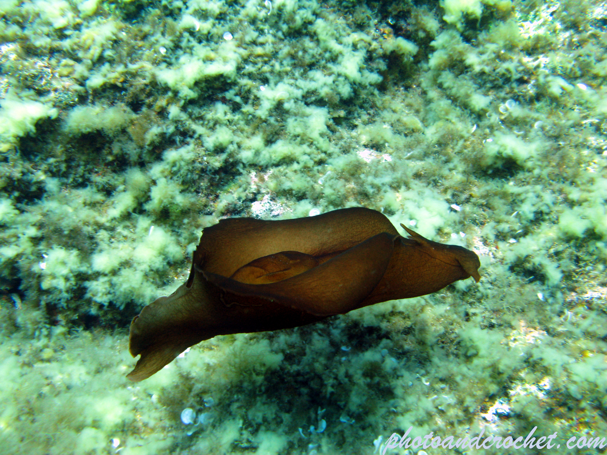 Sea hare - Aplysia depilans - Image