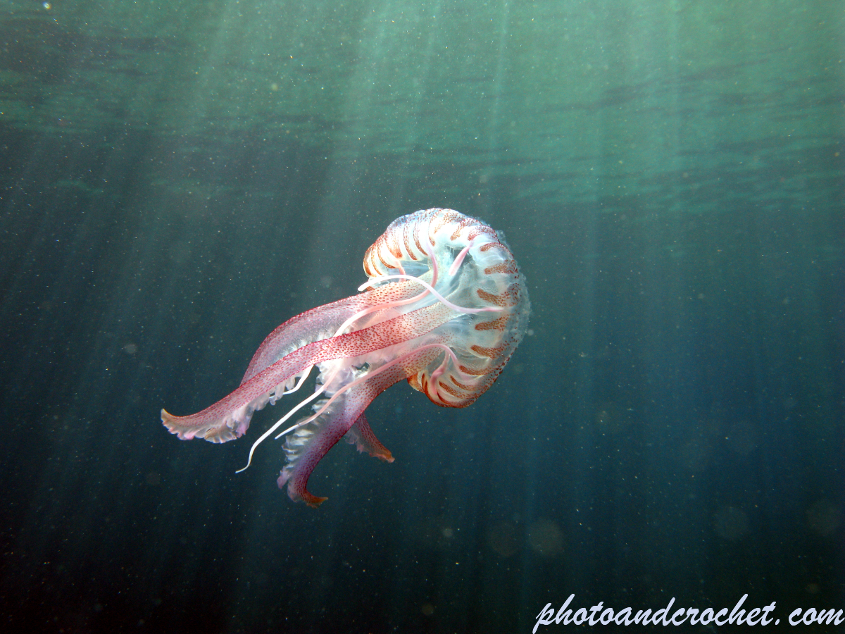 Cnidaria, Luminous Jellyfish - Image
