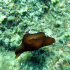 Sea hare - Aplysia depilans - Image