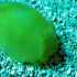 Sea hare - Aplysia depilans - Image