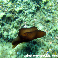 Sea hare - Aplysia depilans - Image