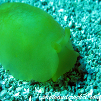 Sea hare - Aplysia depilans - Image