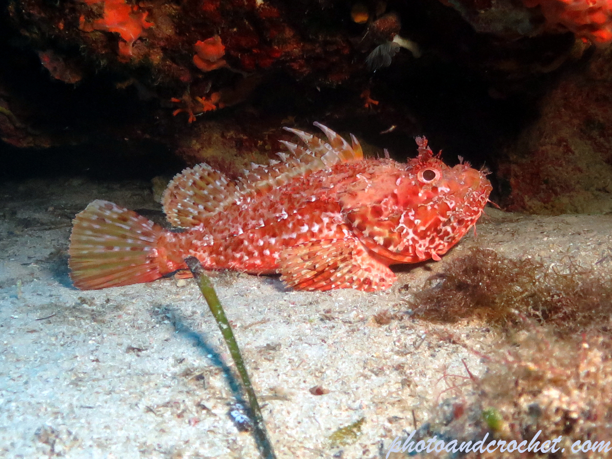 Scorpionfish - Image