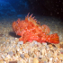 Scorpionfish - Image