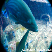 Goldblotch grouper - Epinephelus costae - Image