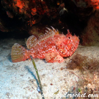 Scorpionfish - Image