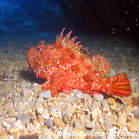 Scorpionfish - Image