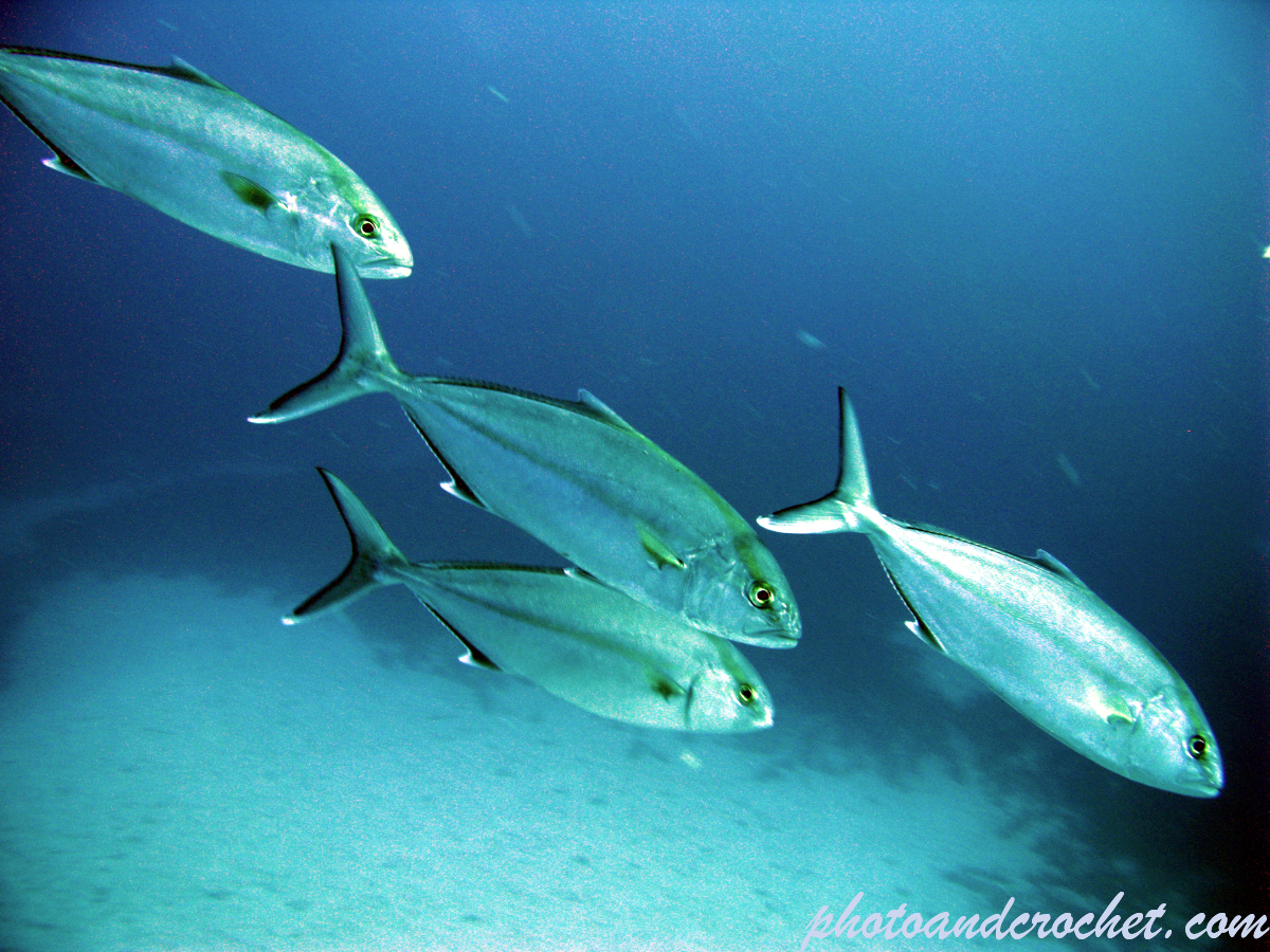 Amberjack - Balistes carolinensis - Image