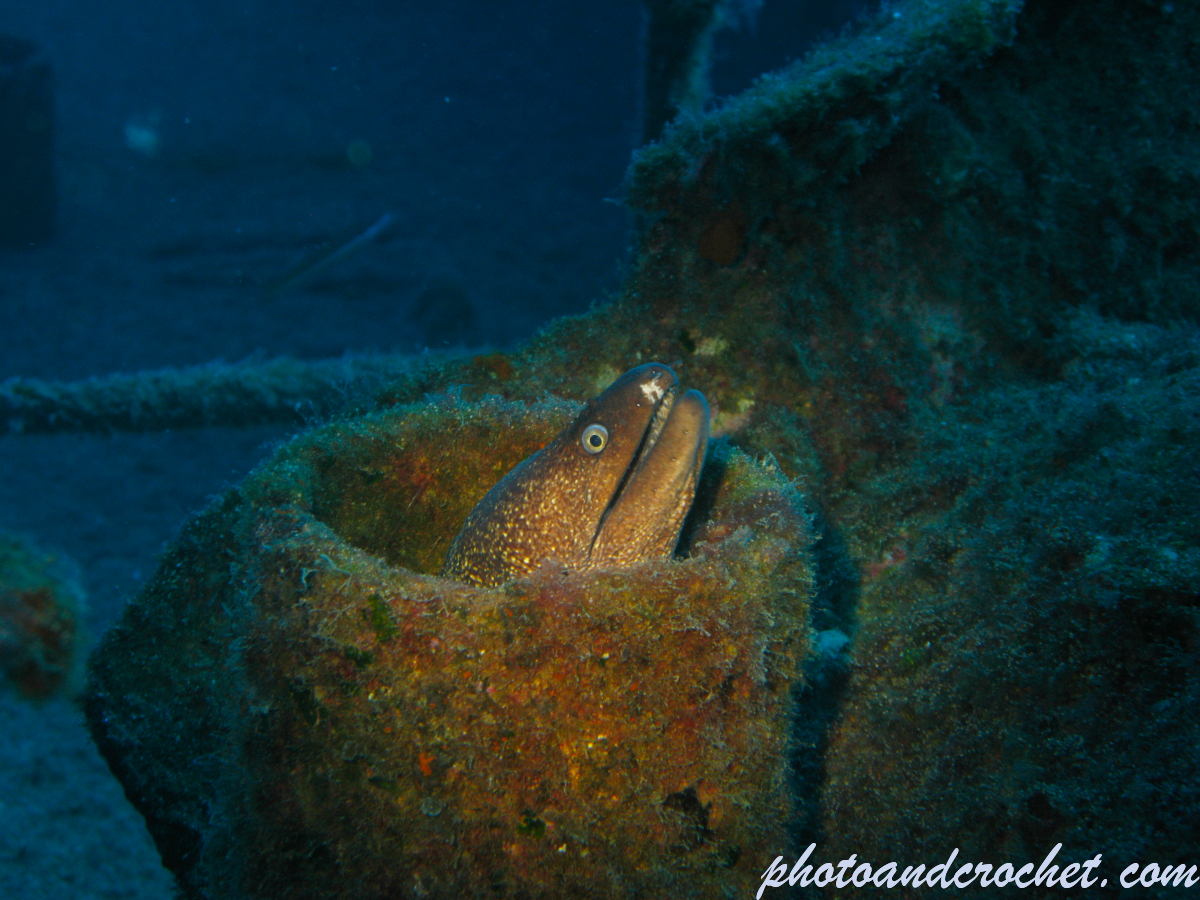 Moray Eel - Muraena helena - Image