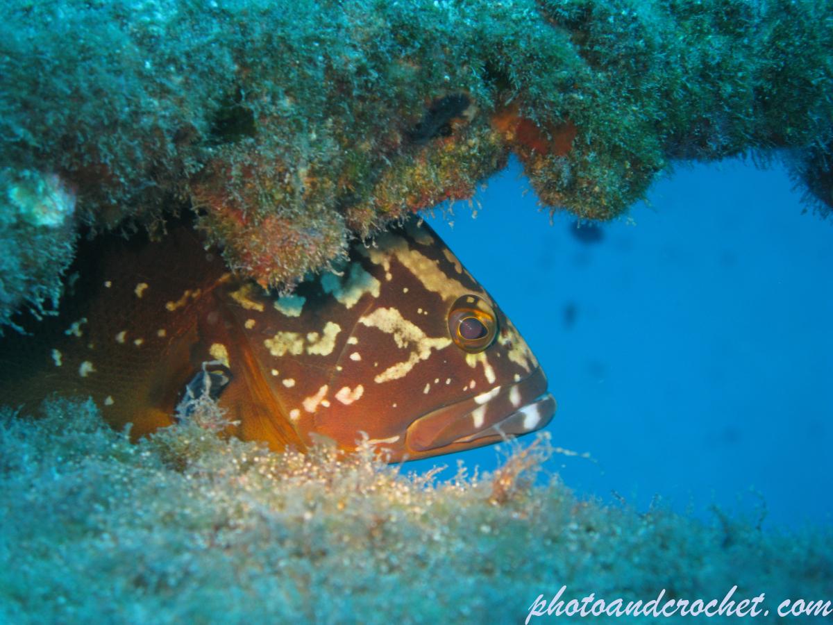Grouper - Epinephelus guaza - Image