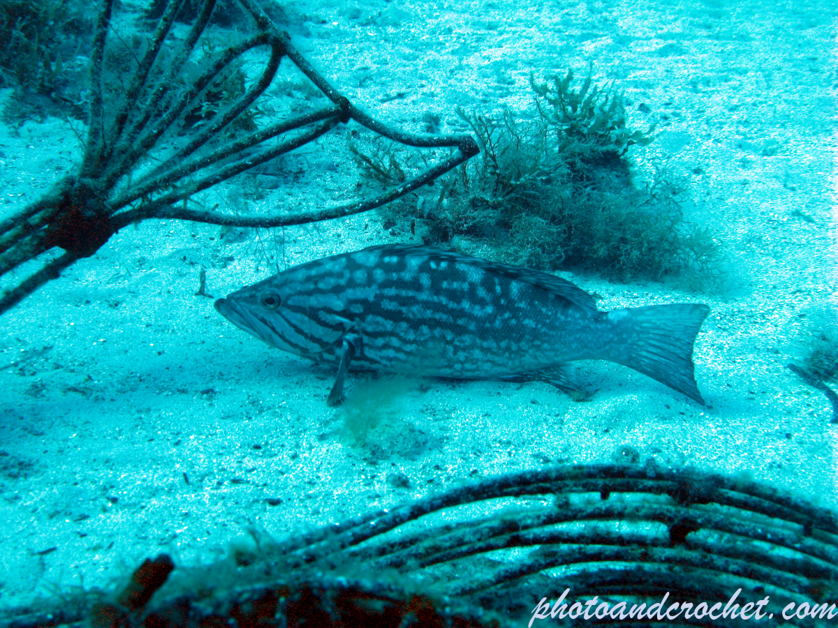 Goldblotch grouper - Epinephelus costae - Image