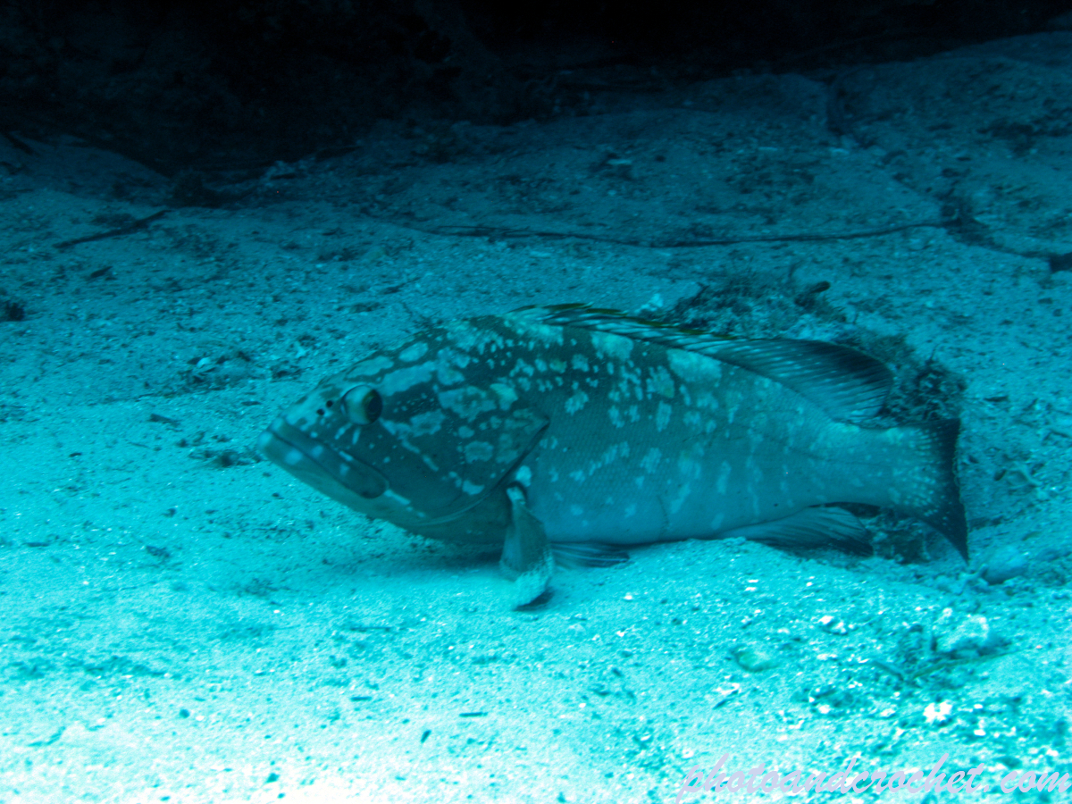 Grouper - Epinephelus guaza - Image