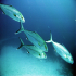 Amberjack - Balistes carolinensis - Image