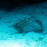 Grouper - Epinephelus guaza - Image