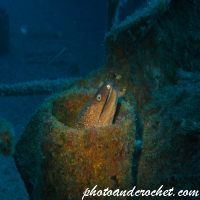 Moray Eel - Muraena helena - Image