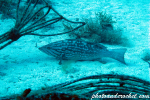 Goldblotch grouper - Epinephelus costae - Image