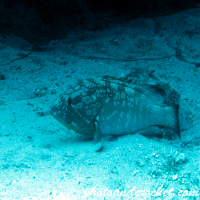 Grouper - Epinephelus guaza - Image