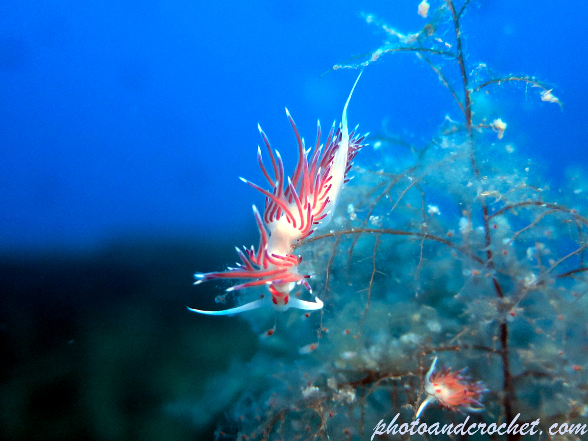 Nudibranch - Flabellina affinis - Image
