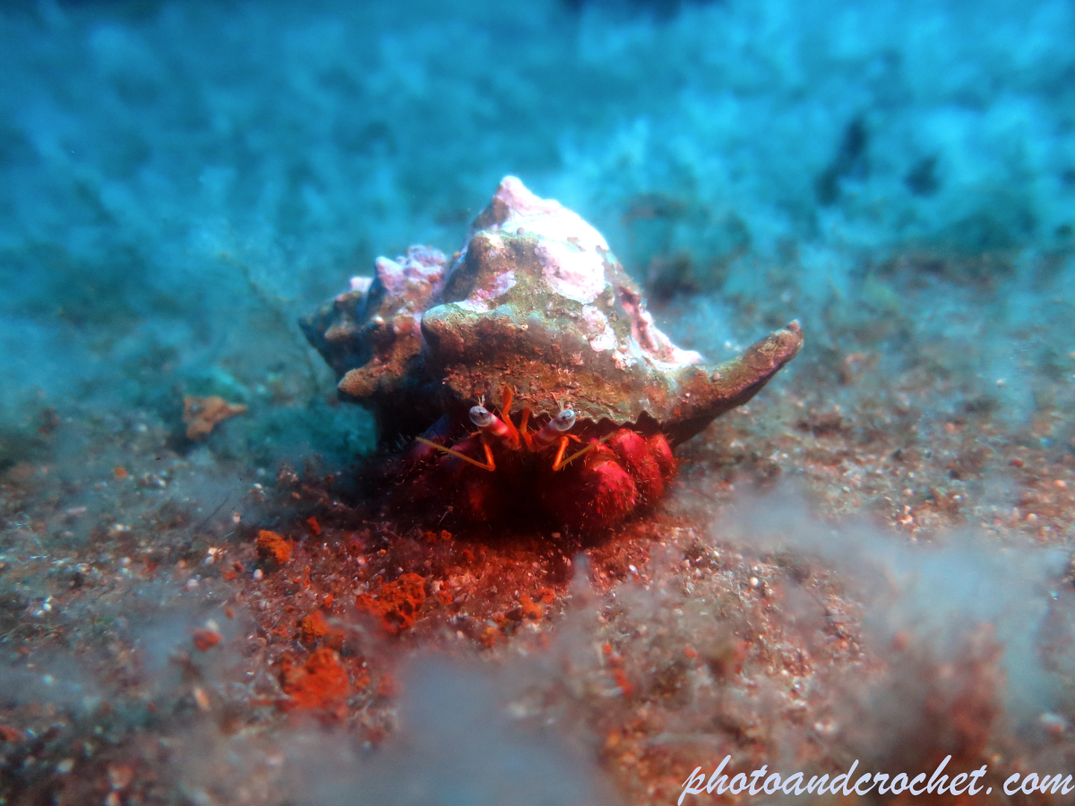 Hermit Crab - Dardanus arrosor - Image