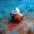Hermit Crab - Dardanus arrosor - Image