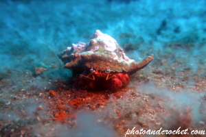 Hermit Crab - Dardanus arrosor - Image
