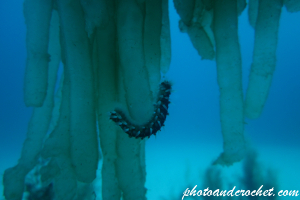 Bearded Fire Worm - Hermodice carunculata - Image