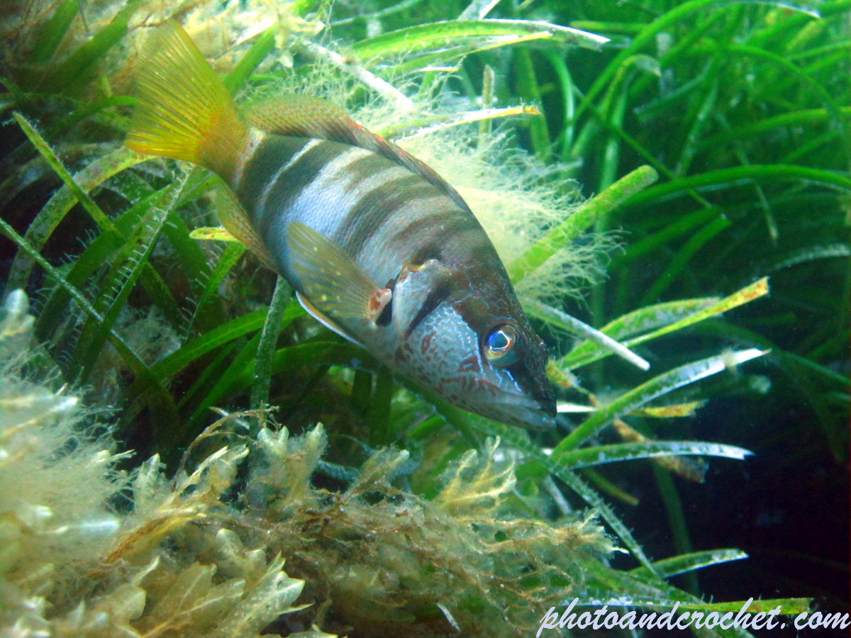 Painted Comber - Serranus scriba - Image