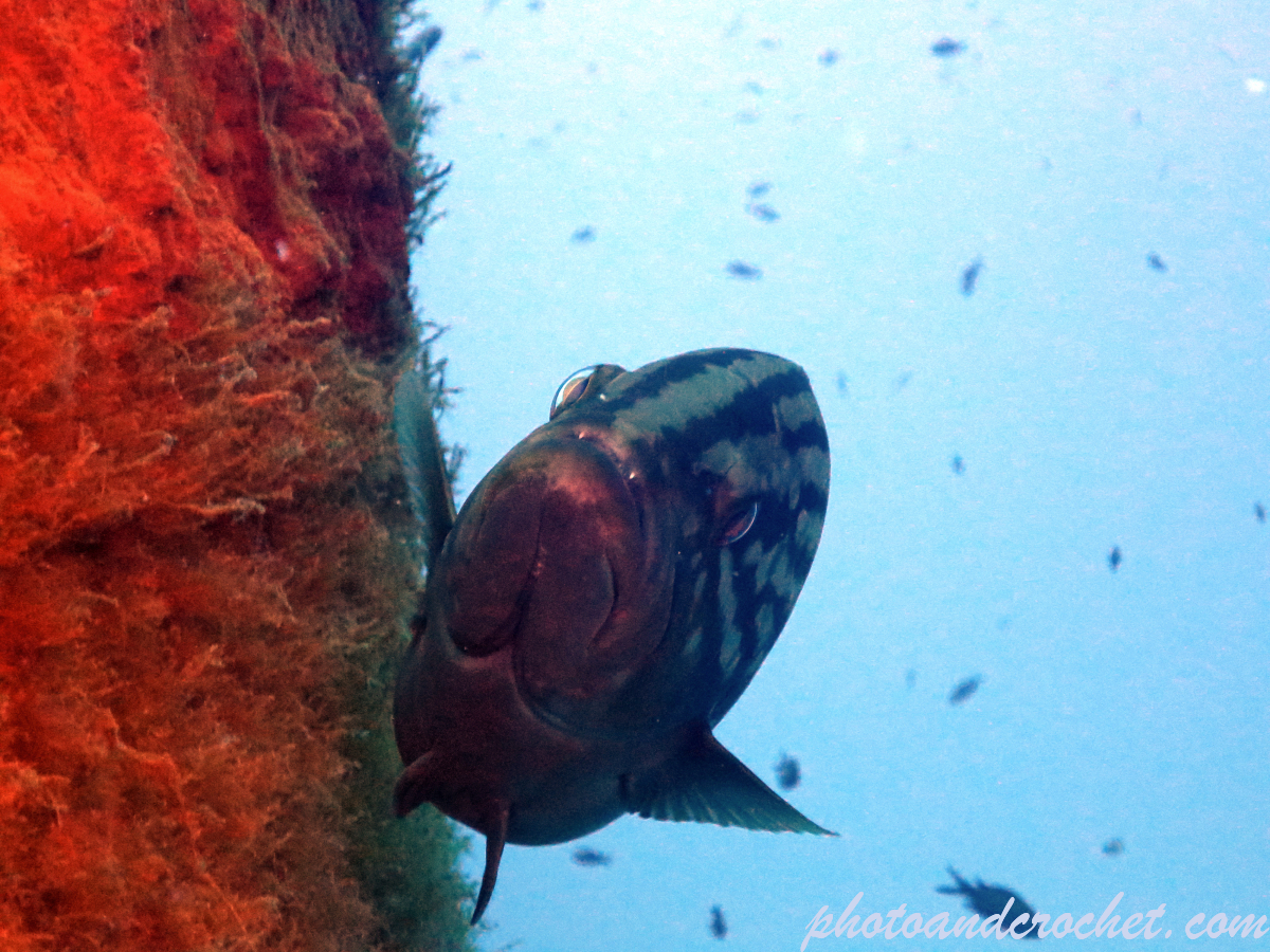 Goldblotch grouper - Image