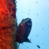 Goldblotch grouper - Image
