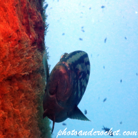 Goldblotch grouper - Image