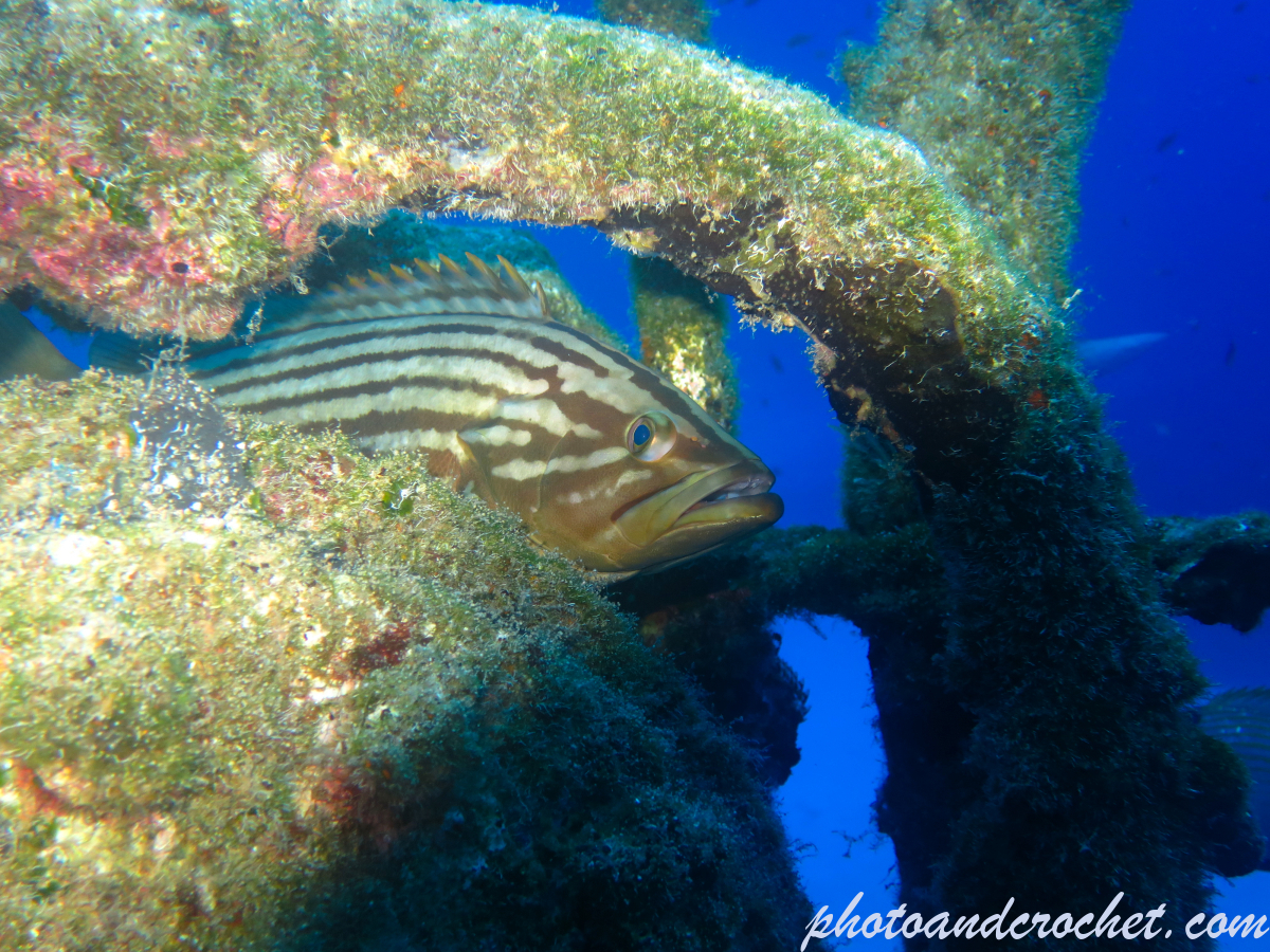 Goldblotch grouper - Epinephelus costae - Image
