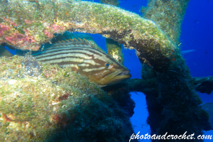 Goldblotch grouper - Epinephelus costae - Image