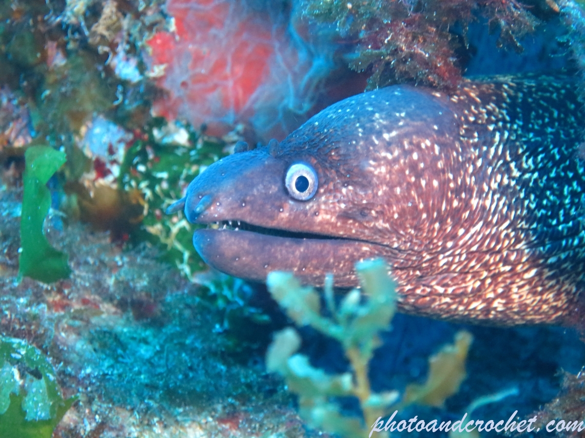 Moray Eel - Muraena helena - Image