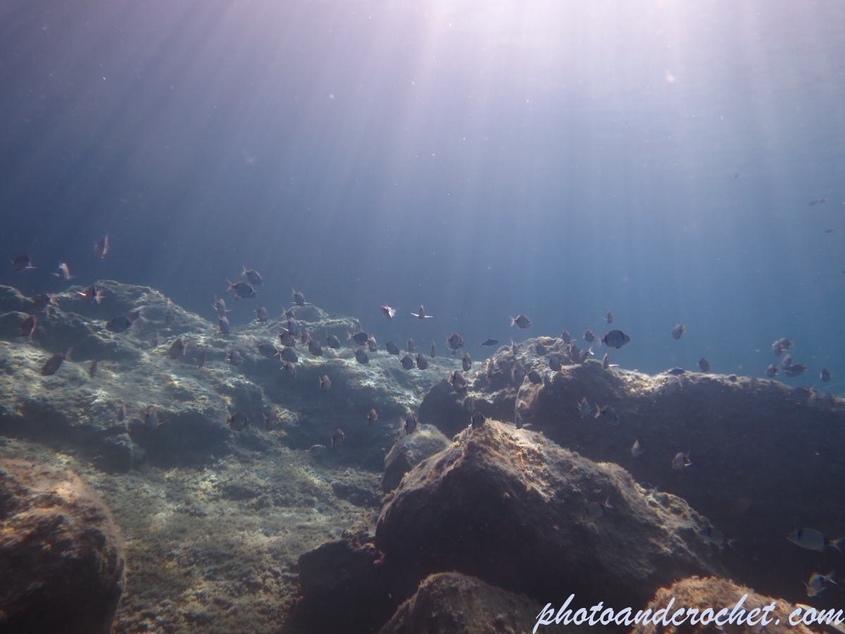 Aquatic Background - Image