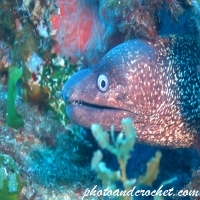 Moray Eel - Muraena helena - Image