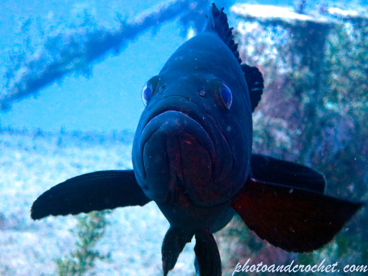 Grouper - Epinephelus guaza - Image