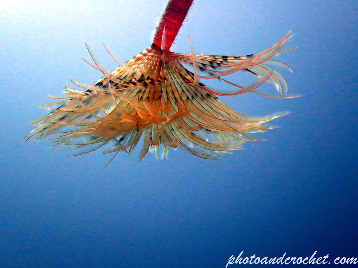 Peacock worm - Sabella pavonina - Image