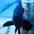 Grouper - Epinephelus guaza - Image