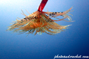 Peacock worm - Sabella pavonina - Image