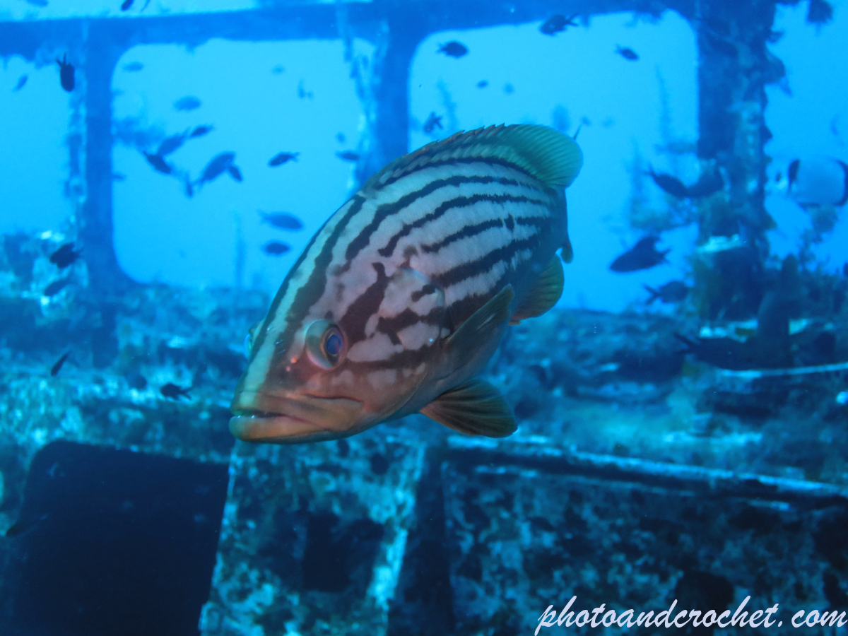 Goldblotch grouper - Image