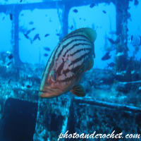 Goldblotch grouper - Image