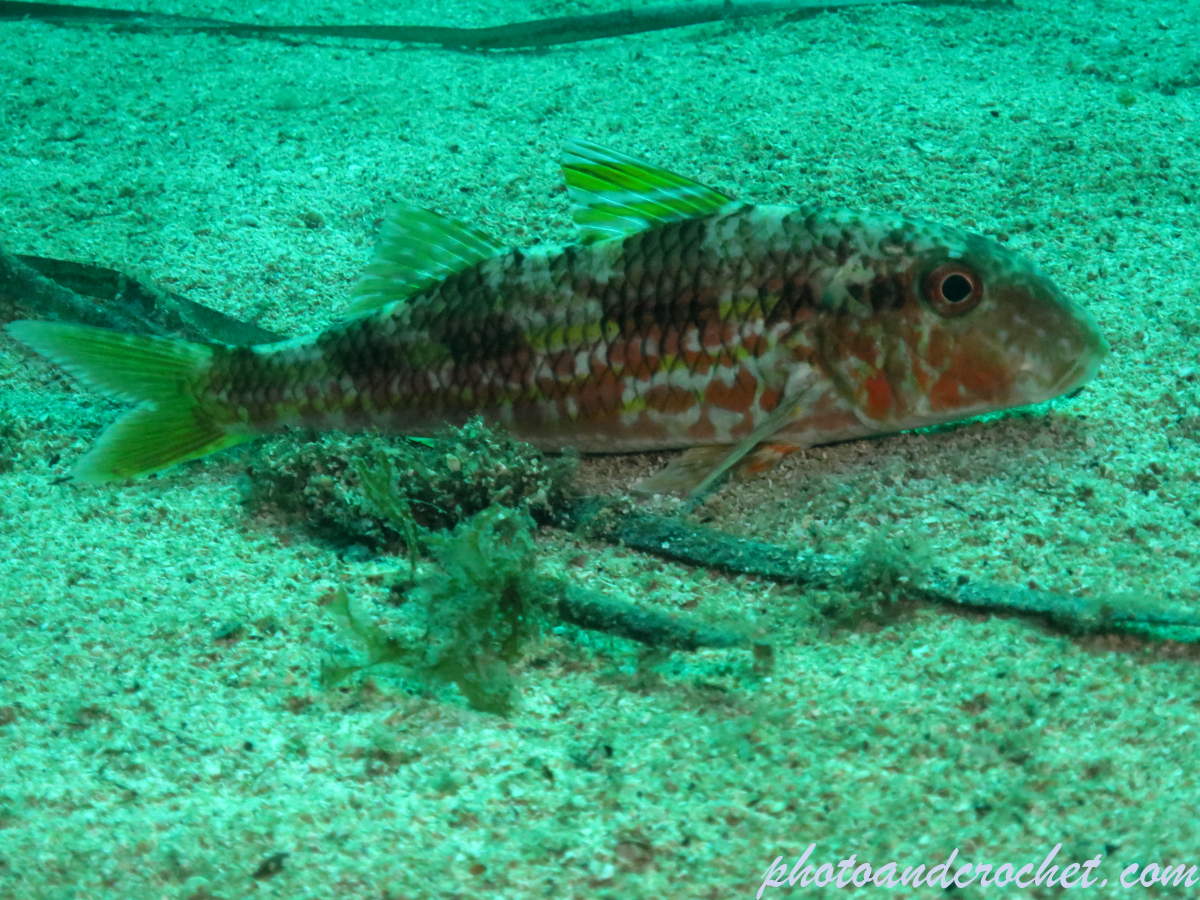 Striped Red Mullet - Mullus surmuletus - Image