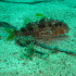 Striped Red Mullet - Mullus surmuletus - Image